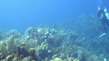 Divers on Reef MVI 1750