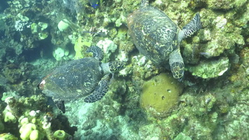 2 Hawksbill Sea Turtles Meet MVI 1796
