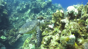Hawksbill Sea Turtle MVI 1797