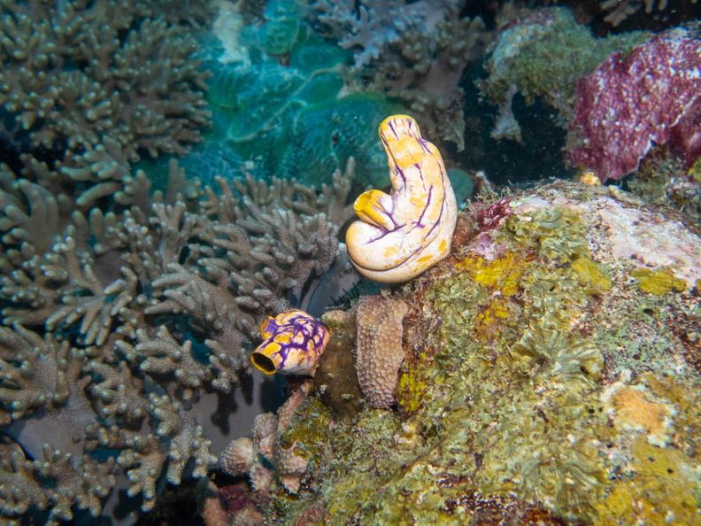 Gold Mouth Sea Squirt IMG_1634.jpg