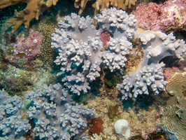 Coral IMG 1636
