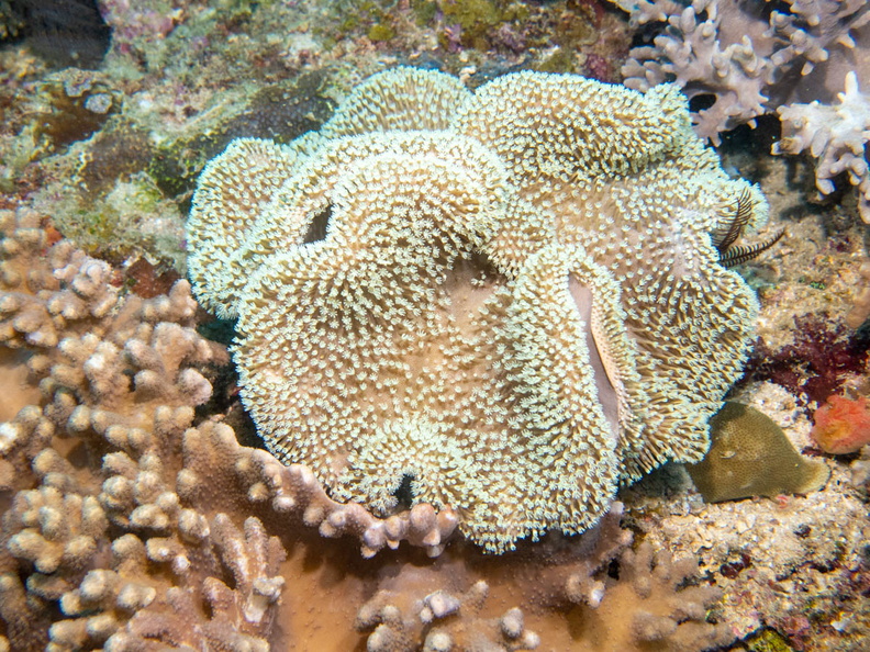 Leather Coral IMG_1637.jpg