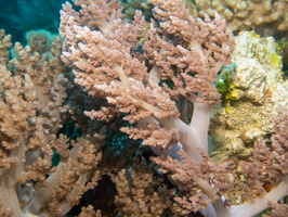Soft Coral IMG 1642