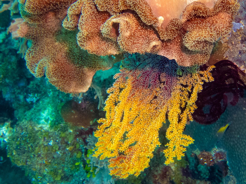 Leather and Soft  Coral IMG_1645.jpg