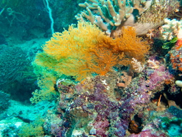 Soft Coral  IMG 1648