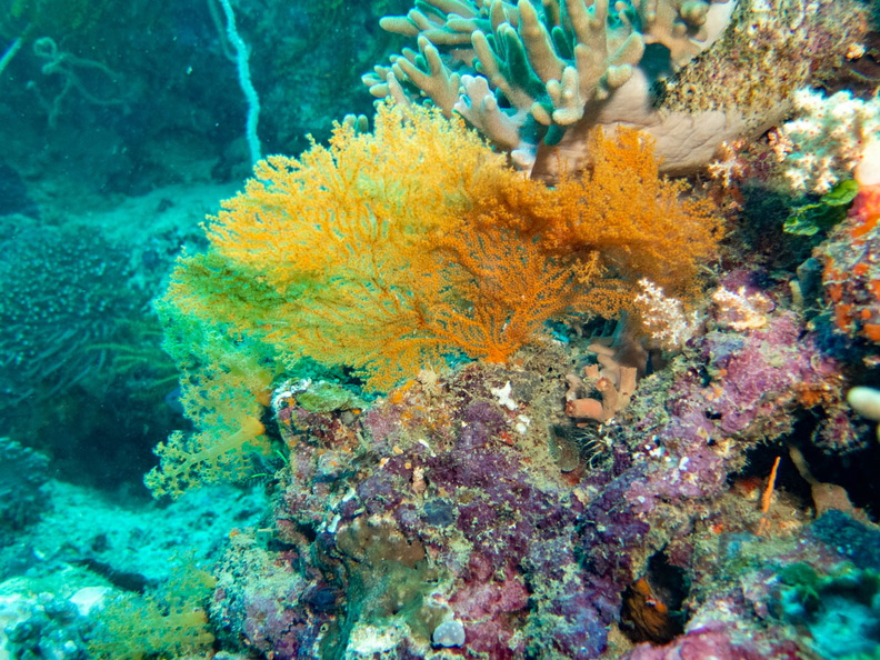 Soft Coral  IMG_1648.jpg
