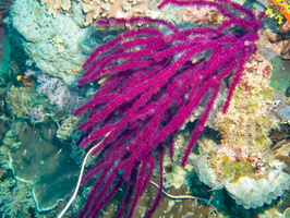 Branching Whip-Like Coral IMG 1649