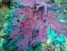 Coral IMG 1650