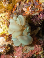 Bubble Coral IMG 1692