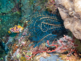 Feather Star IMG 1699