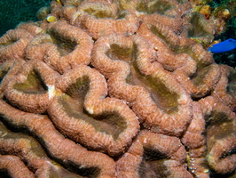 Coral IMG 1706