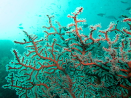 Gorgonian Coral IMG 1710