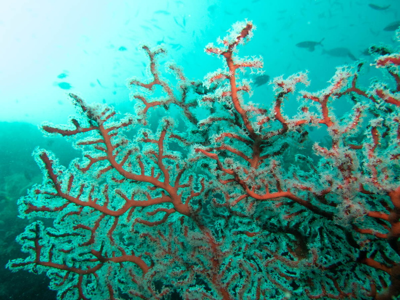 Gorgonian Coral IMG_1710.jpg