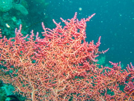 Coral IMG 1720