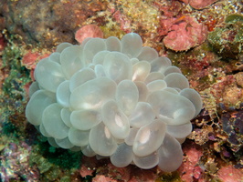 Bubble Coral IMG 1724