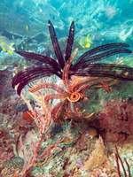 Very Spiny Feather Star IMG 1729