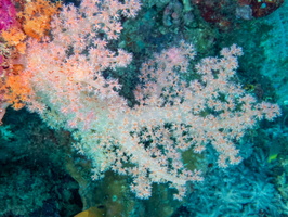 Soft Coral IMG 1731