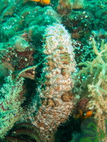 Amberfish Sea Cucmber IMG 1738