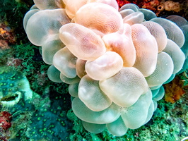 Bubble Coral IMG 2012
