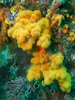 Soft Coral IMG 2034