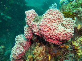 Cup Coral IMG 2021