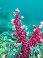 Soft Coral IMG 2009