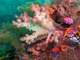 Soft Coral IMG 2008