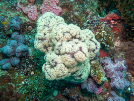 Soft Coral IMG 1942