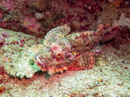 Tassled Scorpionfish IMG 2024