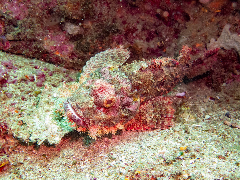 Tassled Scorpionfish IMG_2024.jpg