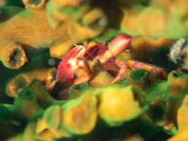 Coral Crab IMG 1993