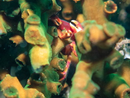 Coral Crab IMG 1992