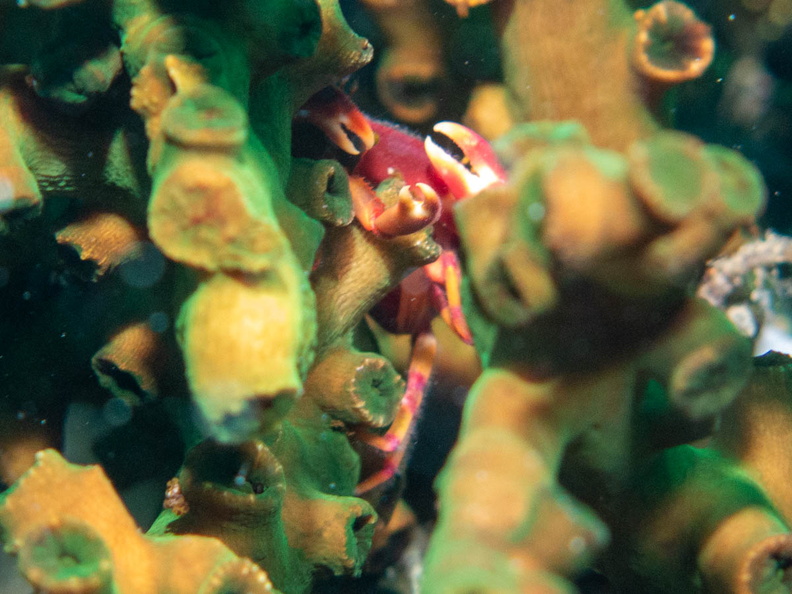 Coral Crab IMG_1992.jpg