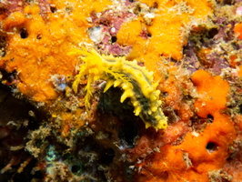Magnum (yellow) Sea Cucumber IMG 1969