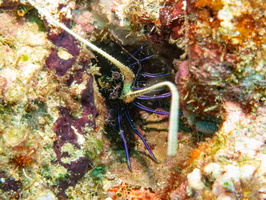 Painted Spiny Lobster IMG 1941