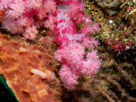 Soft Coral IMG 1801