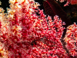 Soft Coral IMG 1783
