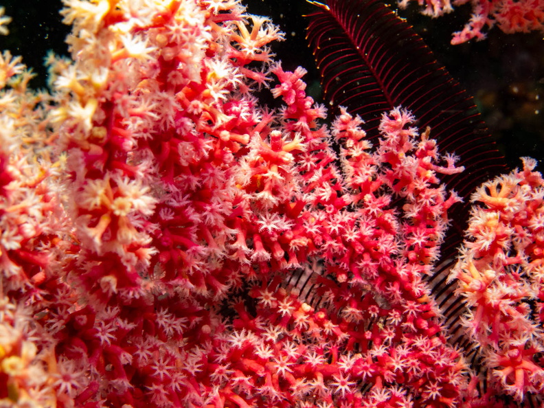 Soft Coral IMG_1783.jpg
