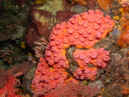 Cup Coral IMG 1757