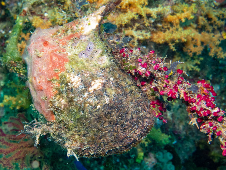 Common Wing Oyster and Sea Squirts IMG_1805.jpg