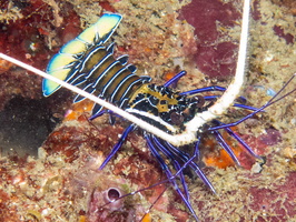 Painted Spiny Lobster IMG 1791