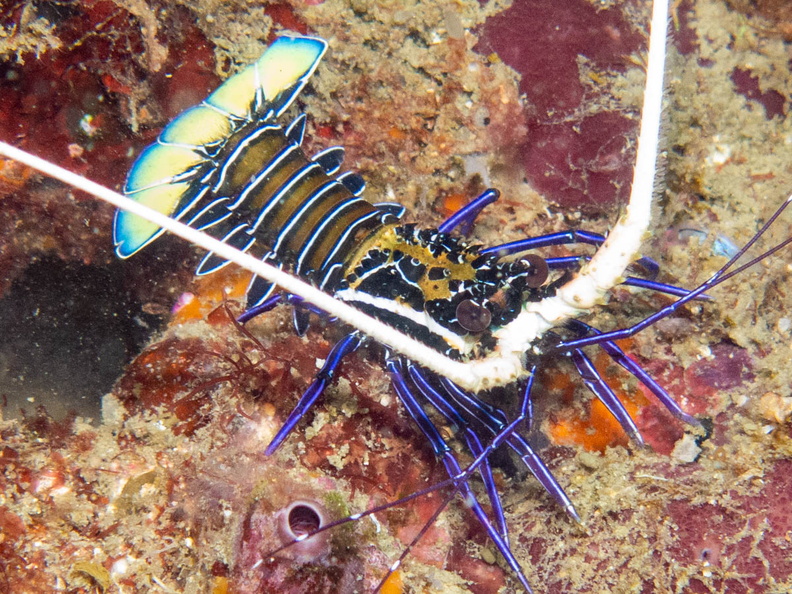 Painted Spiny Lobster IMG_1791.jpg