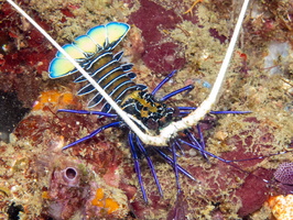 Painted Spiny Lobster IMG 1790