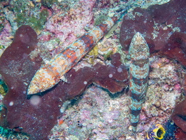 Reef Lizardfish IMG 1766