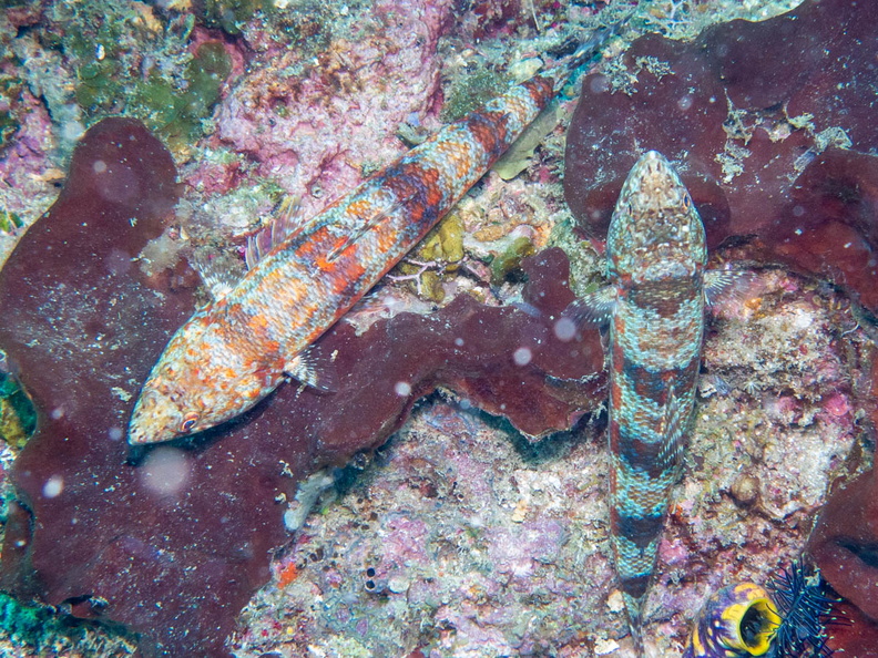 Reef Lizardfish IMG_1766.jpg
