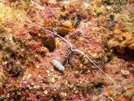 Painted Spiny Lobster IMG 1754