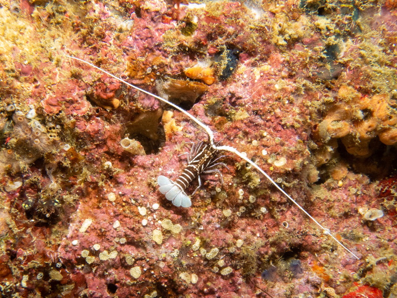 Painted Spiny Lobster IMG_1754.jpg
