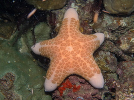 Granular Sea Star IMG 2097