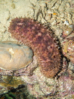 Sea Cucumber IMG 2107