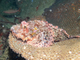 Tassled Scorpionfish  IMG 2074
